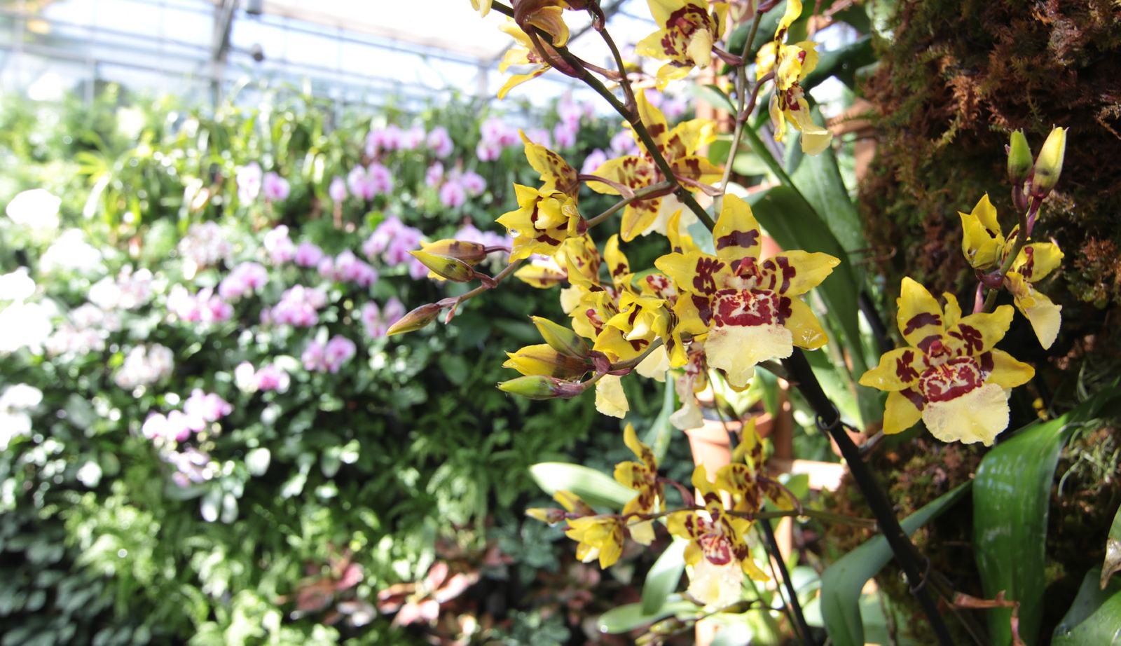 Atlanta Botanical Garden wedding venue